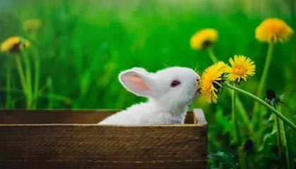 开云下载-篮球职业联赛引入先进训练数据分析，篮球职业联赛规则